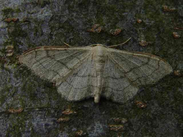 Soort van het geslacht Idaea dat opvalt door een stip op elke vleugel; hier de algemene Grijze stipspanner die in twee vormen voorkomt. 